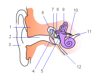 Datei:Ear-anatomy.png