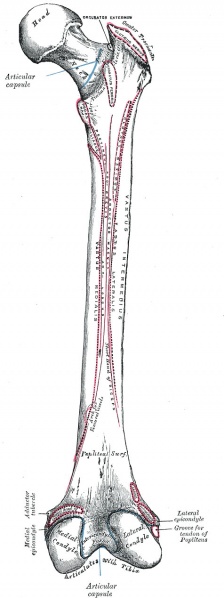 Datei:Grays femur 245.jpg