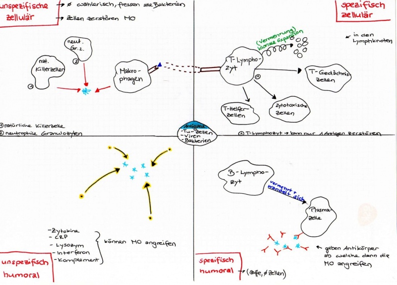 Datei:Immunsystemuebersicht.jpg